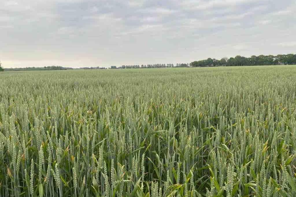 Schrijvershuisje - Sfeer & Stilte Zeeuws Vlaanderen Zaamslag Esterno foto